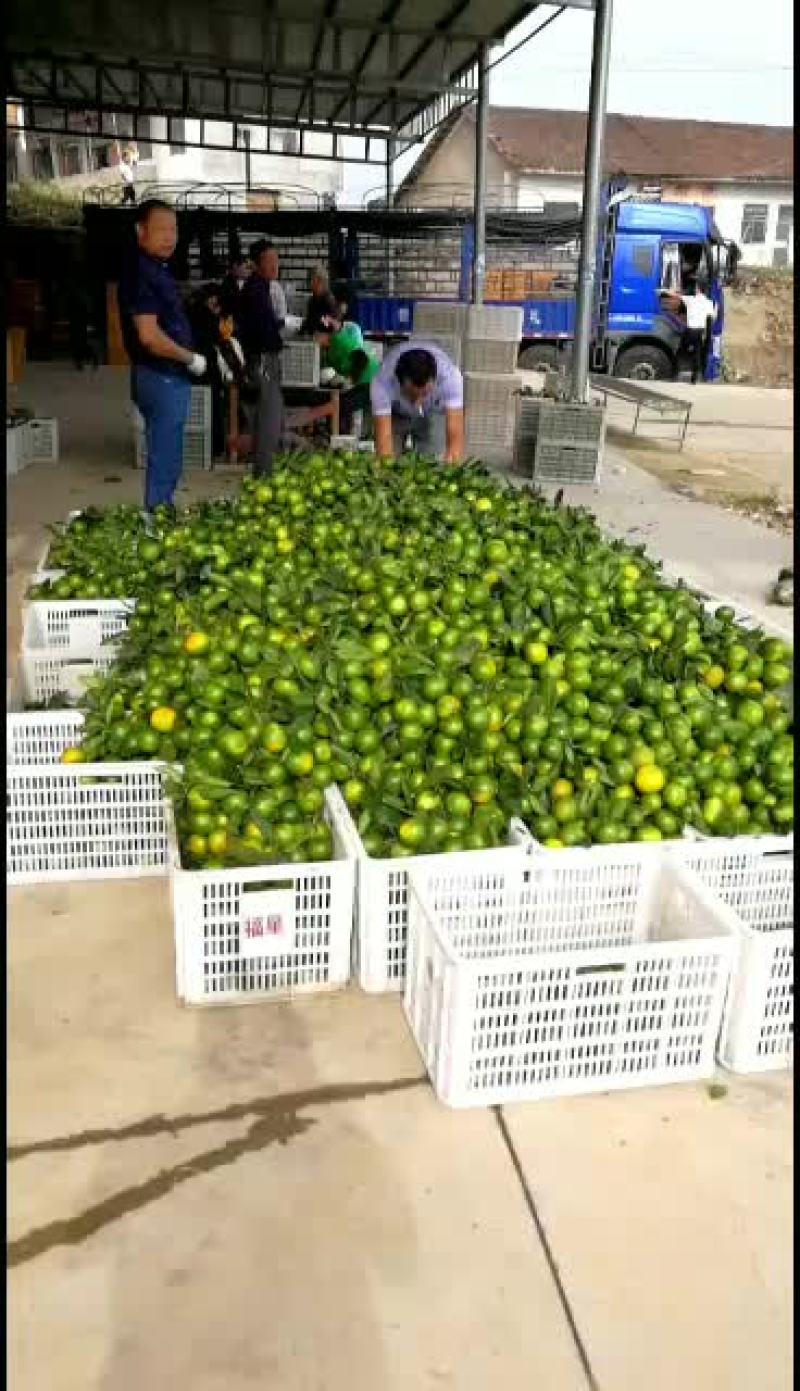 湖南省常德市澧县早熟桔子大量上市中