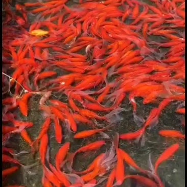 红草，锦鲤，品种好，皮毛漂亮，各位老板好的抓紧了