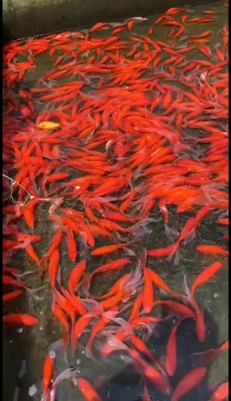 红草，锦鲤，品种好，皮毛漂亮，各位老板好的抓紧了