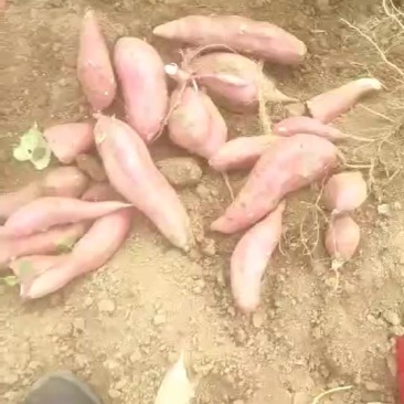 红薯商薯19