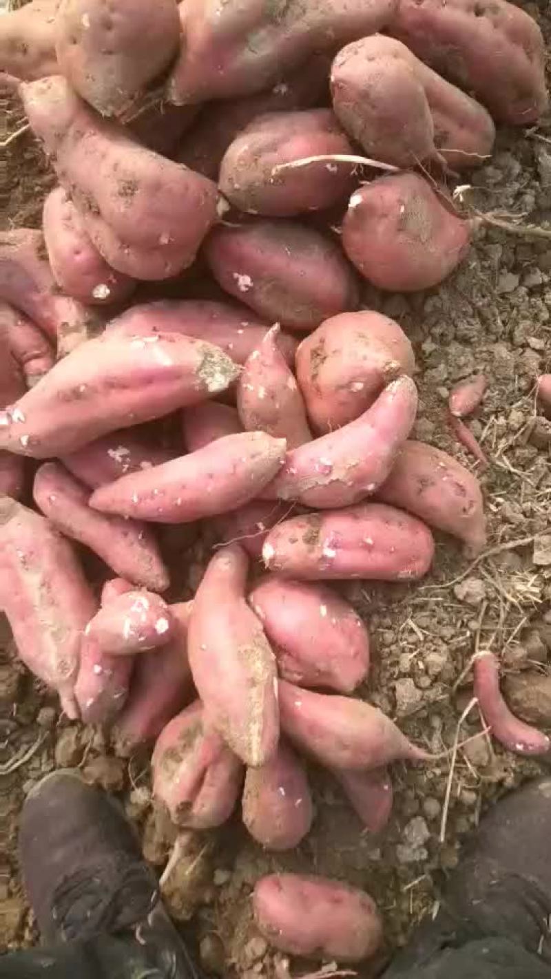 红薯商薯19