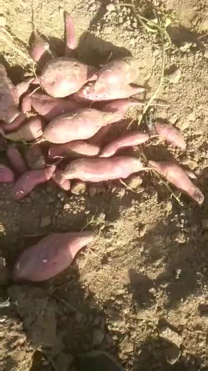 红薯商薯19