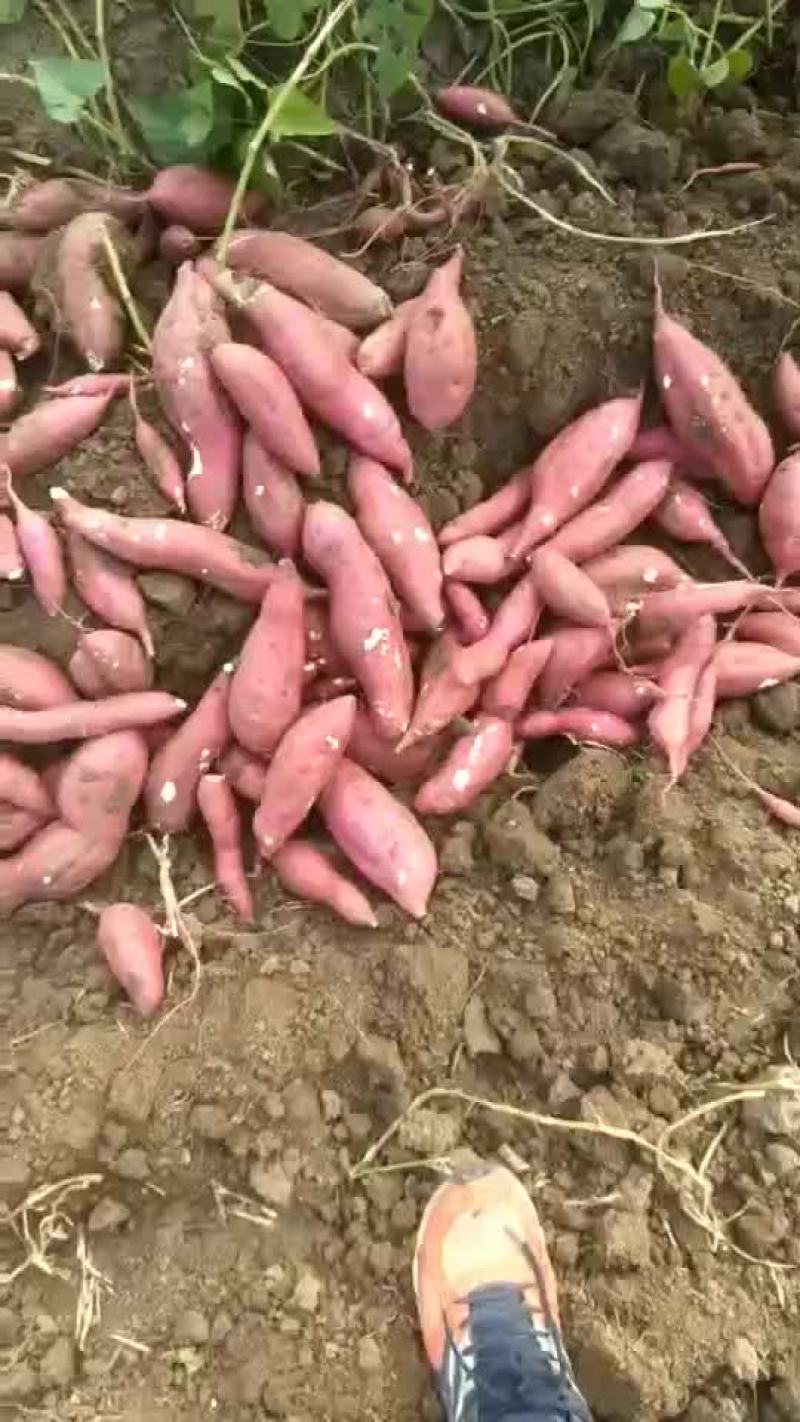 红薯商薯19