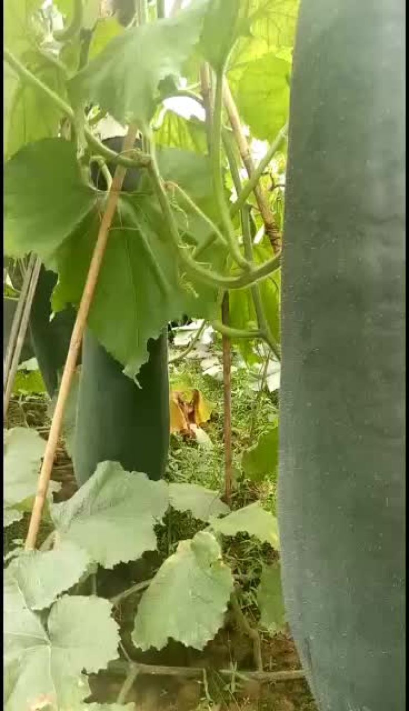 【黑皮冬瓜】河南郸城黑皮冬瓜，产地直销，黑皮冬瓜上市了，
