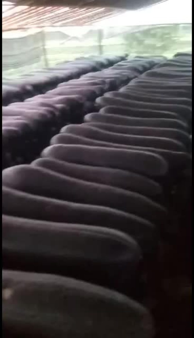 【黑皮冬瓜】河南郸城黑皮冬瓜，产地直销，黑皮冬瓜上市了，