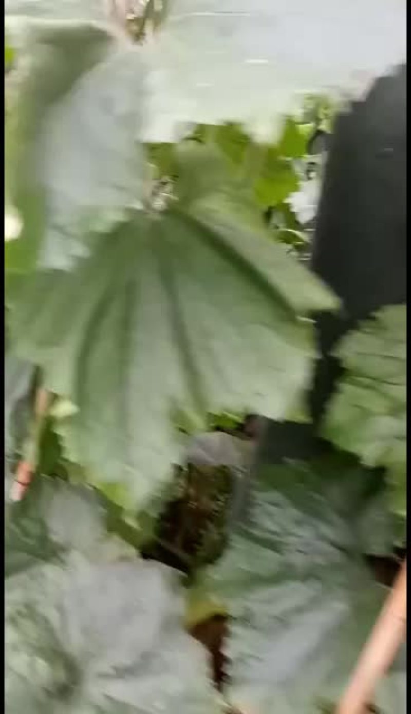 【黑皮冬瓜】河南郸城黑皮冬瓜，产地直销，黑皮冬瓜上市了，