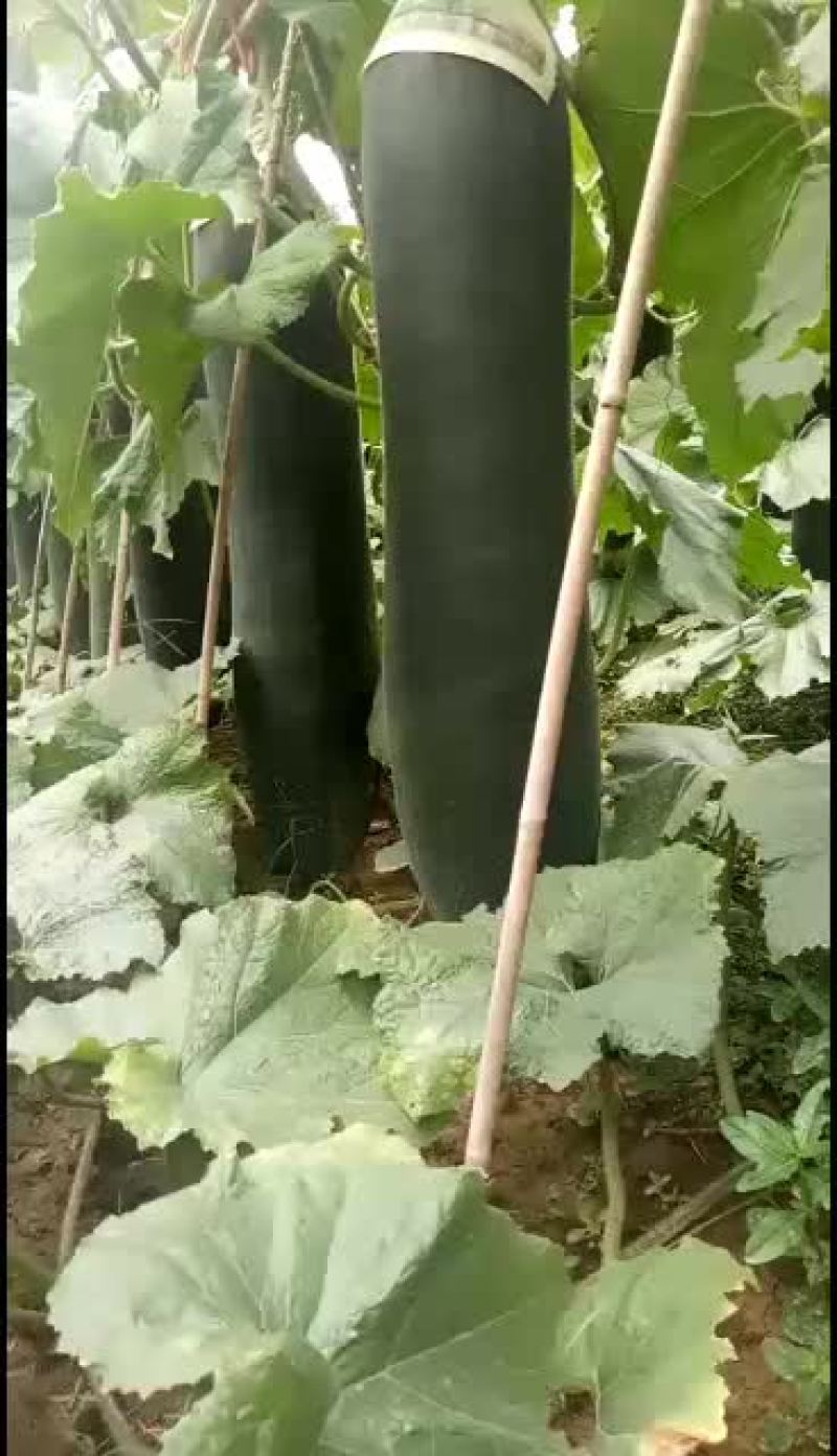 【黑皮冬瓜】河南郸城黑皮冬瓜，产地直销，黑皮冬瓜上市了，