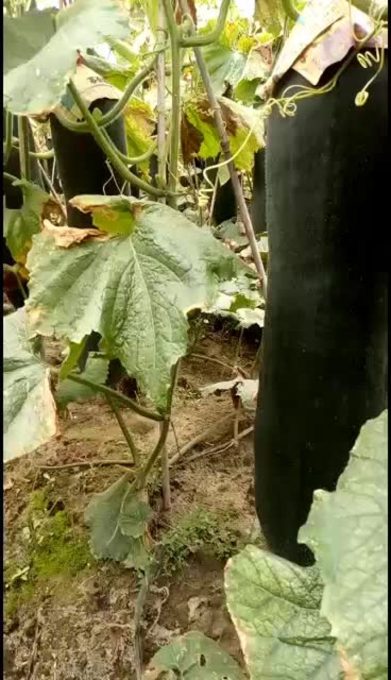 【黑皮冬瓜】河南郸城黑皮冬瓜，产地直销，黑皮冬瓜上市了，