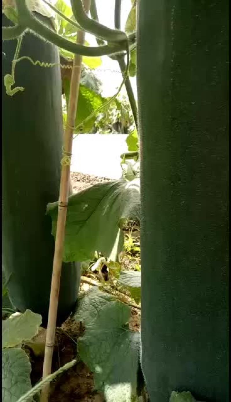 【黑皮冬瓜】河南郸城黑皮冬瓜，产地直销，黑皮冬瓜上市了，