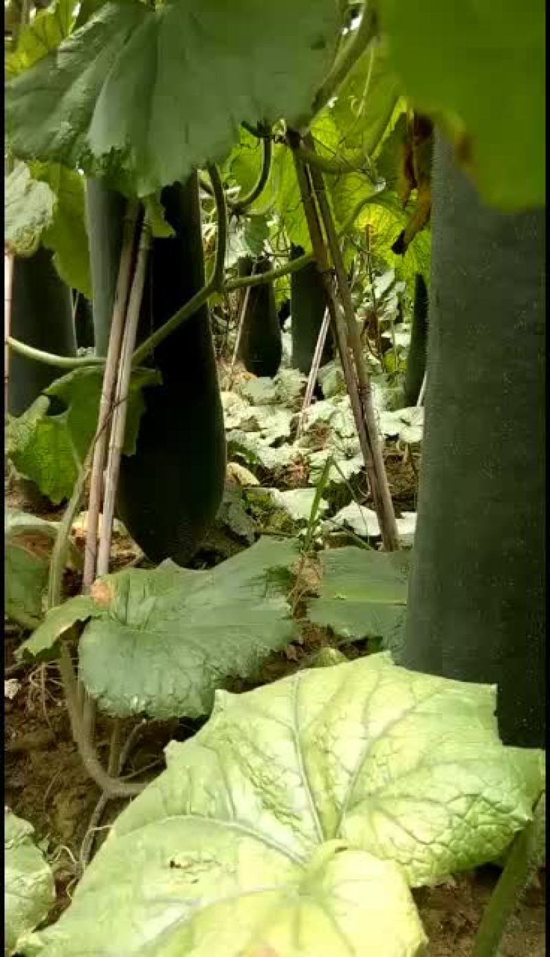 【黑皮冬瓜】河南郸城黑皮冬瓜，产地直销，黑皮冬瓜上市了，