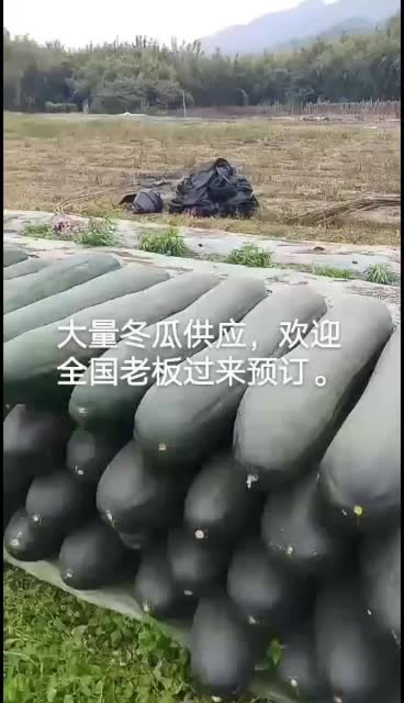 【黑皮冬瓜】河南郸城黑皮冬瓜，产地直销，黑皮冬瓜上市了，