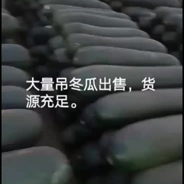 【黑皮冬瓜】河南郸城黑皮冬瓜，产地直销，黑皮冬瓜上市了，