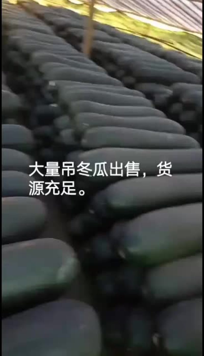 【黑皮冬瓜】河南郸城黑皮冬瓜，产地直销，黑皮冬瓜上市了，