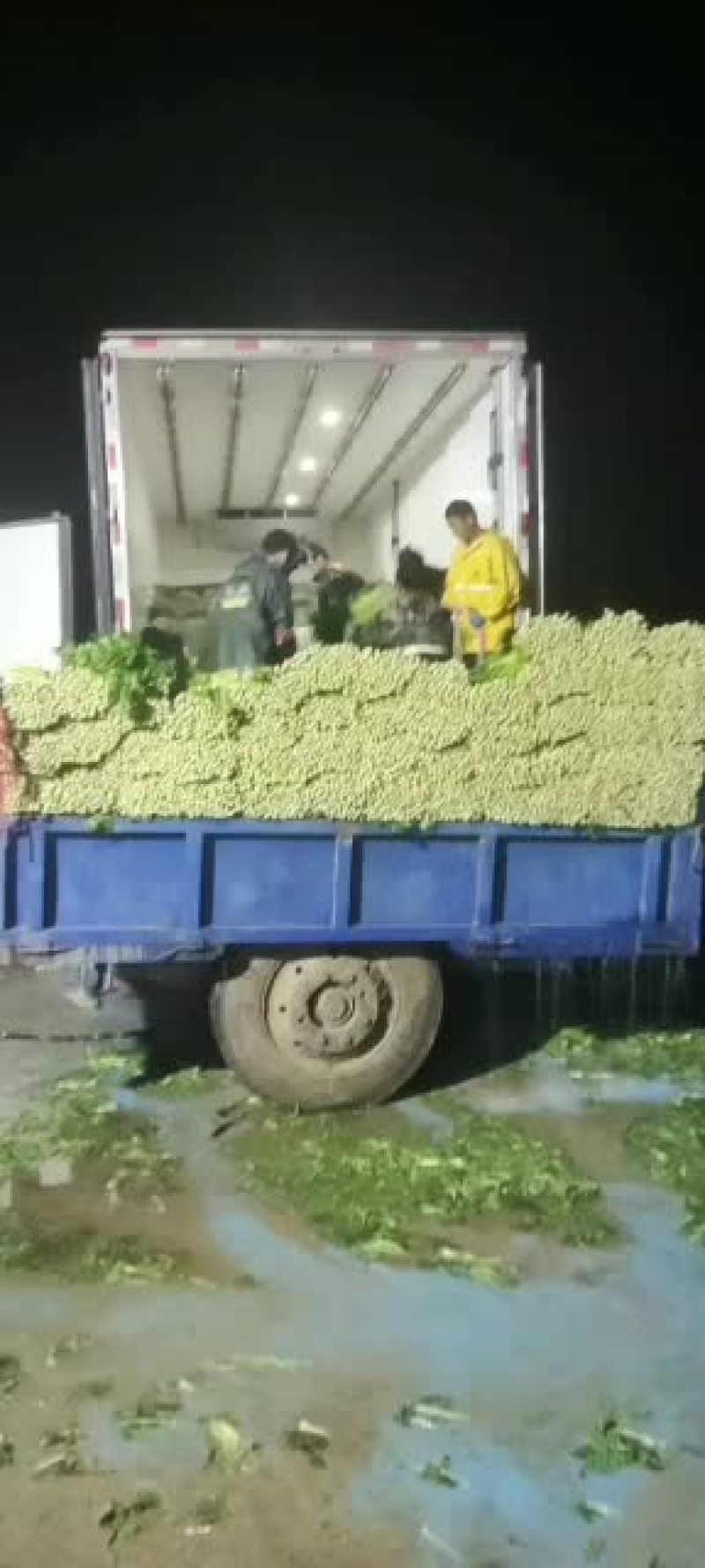 精品西芹大量上市价格美丽