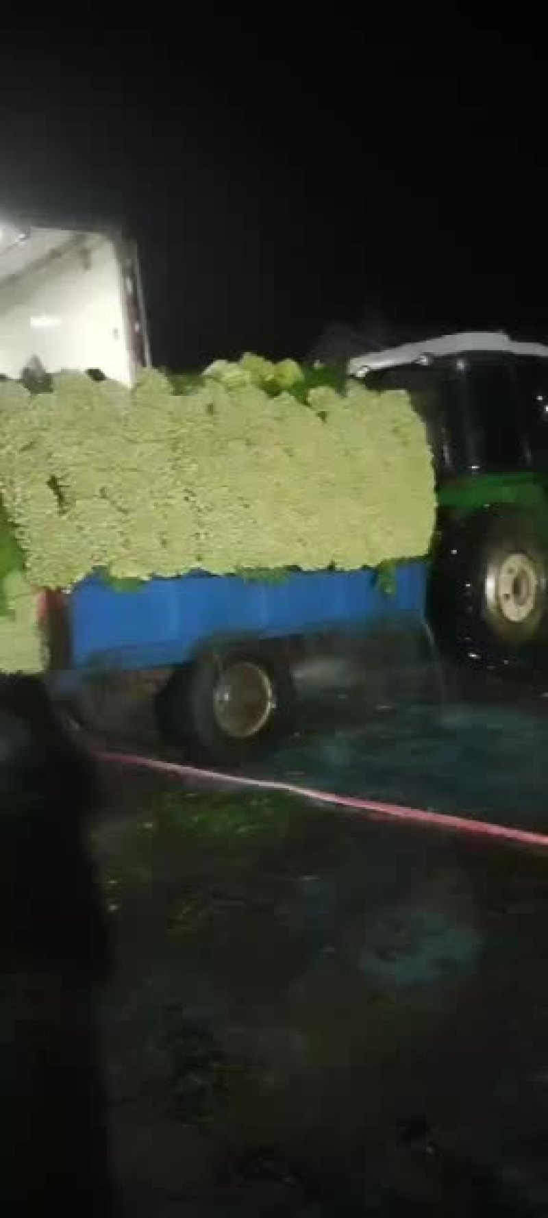 精品西芹大量上市价格美丽
