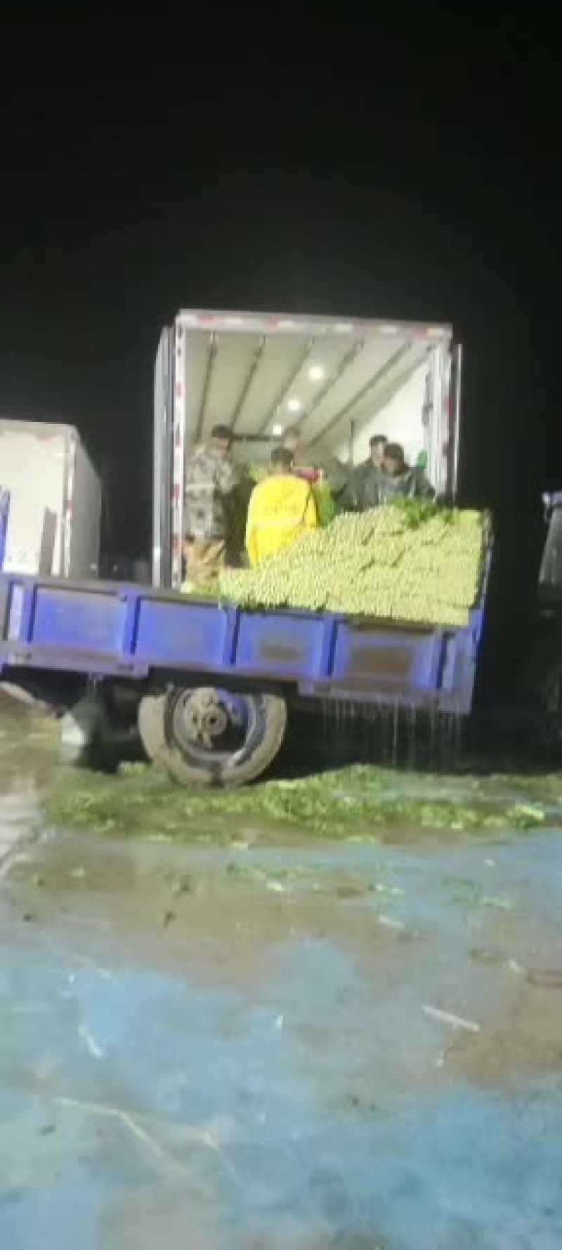 精品西芹大量上市价格美丽