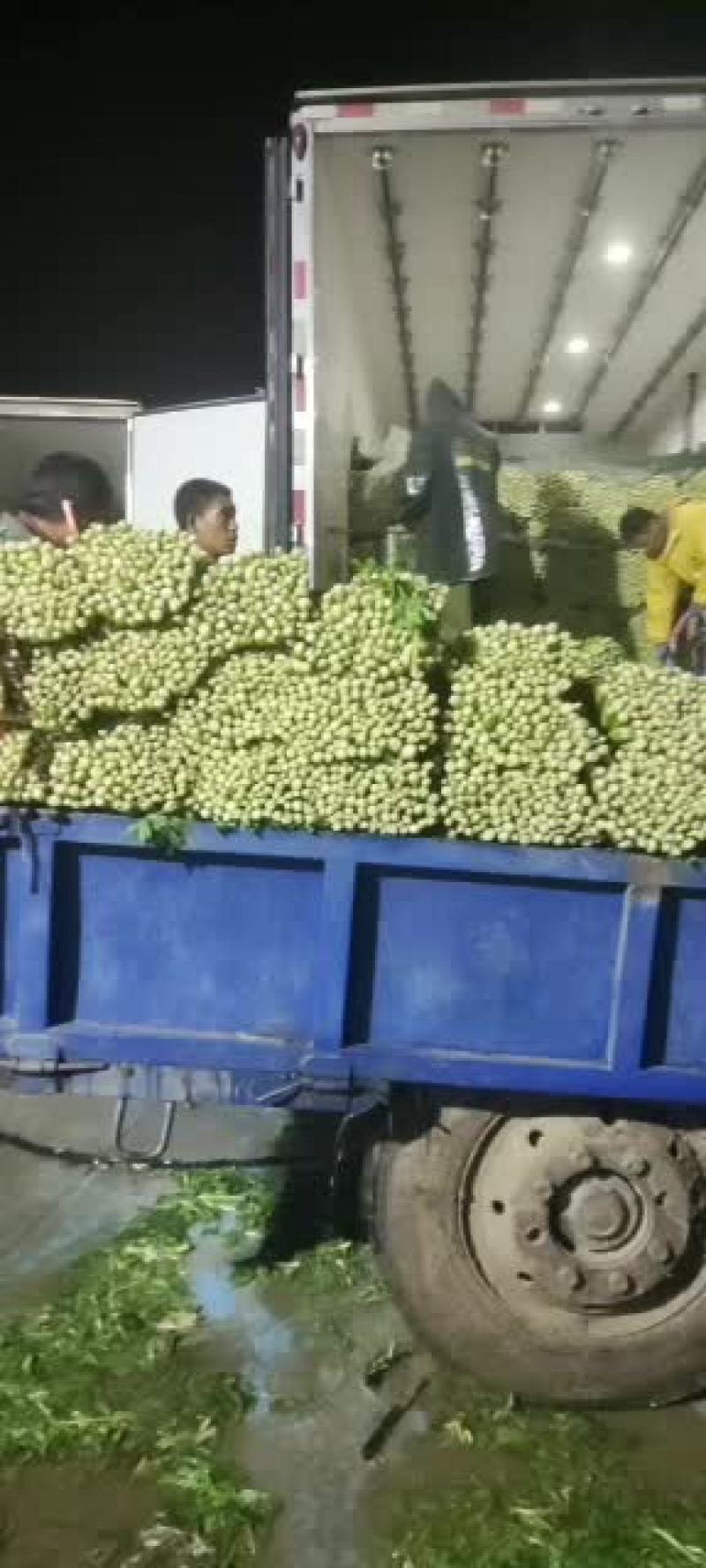 精品西芹大量上市价格美丽