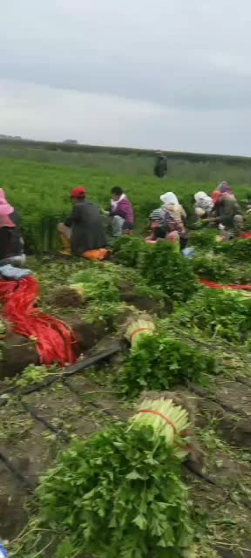精品西芹大量上市价格美丽