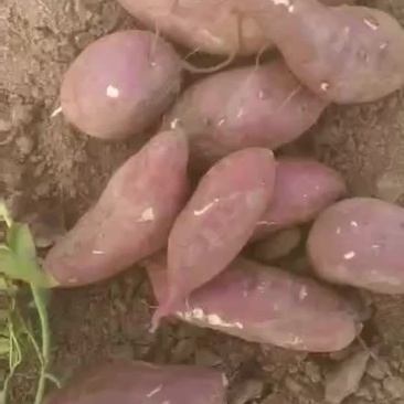 商薯19
