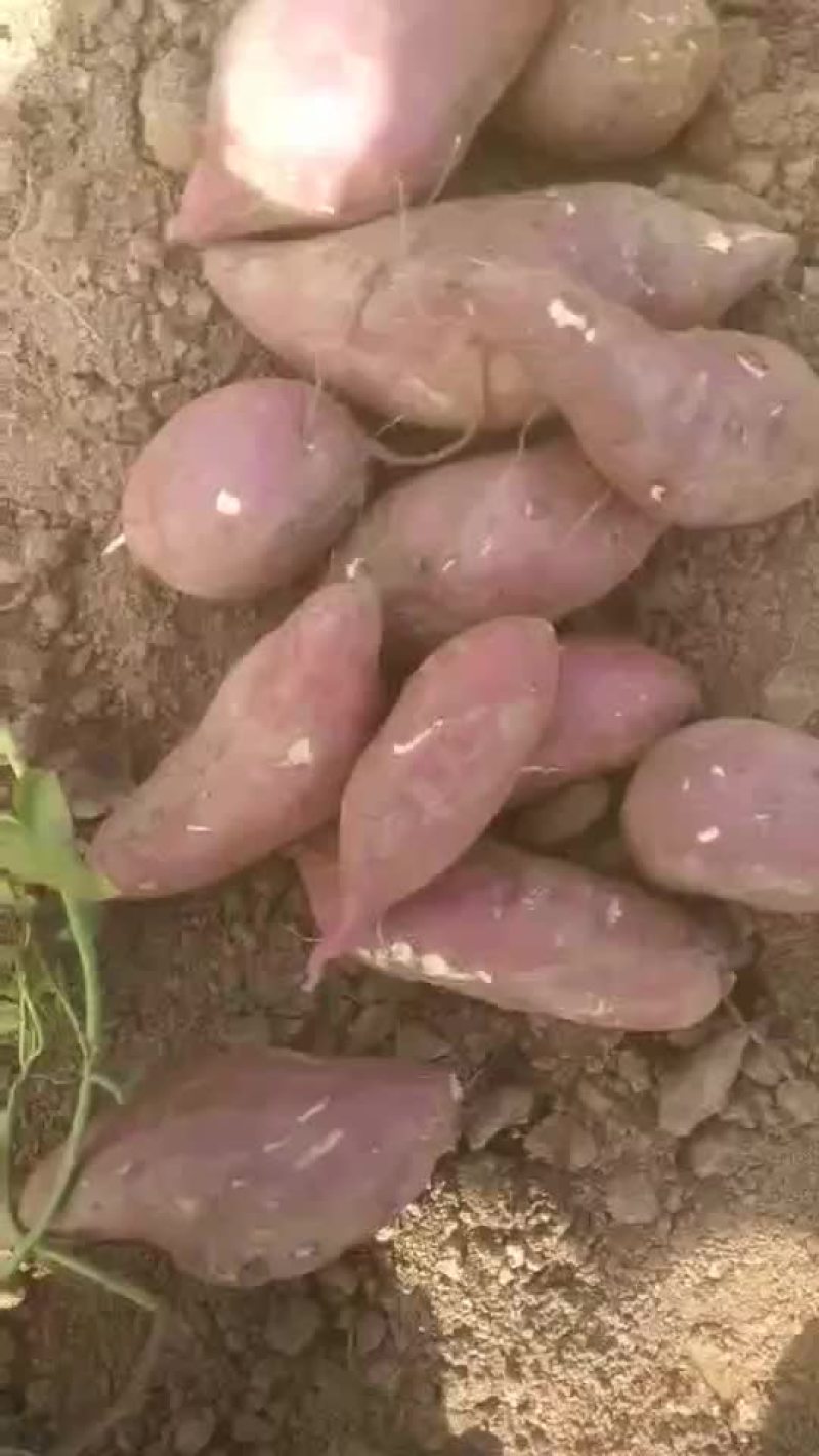 商薯19