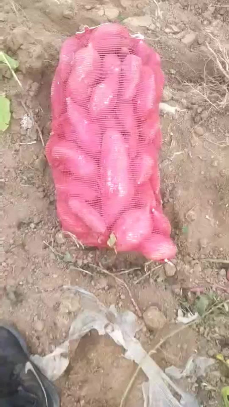 商薯19