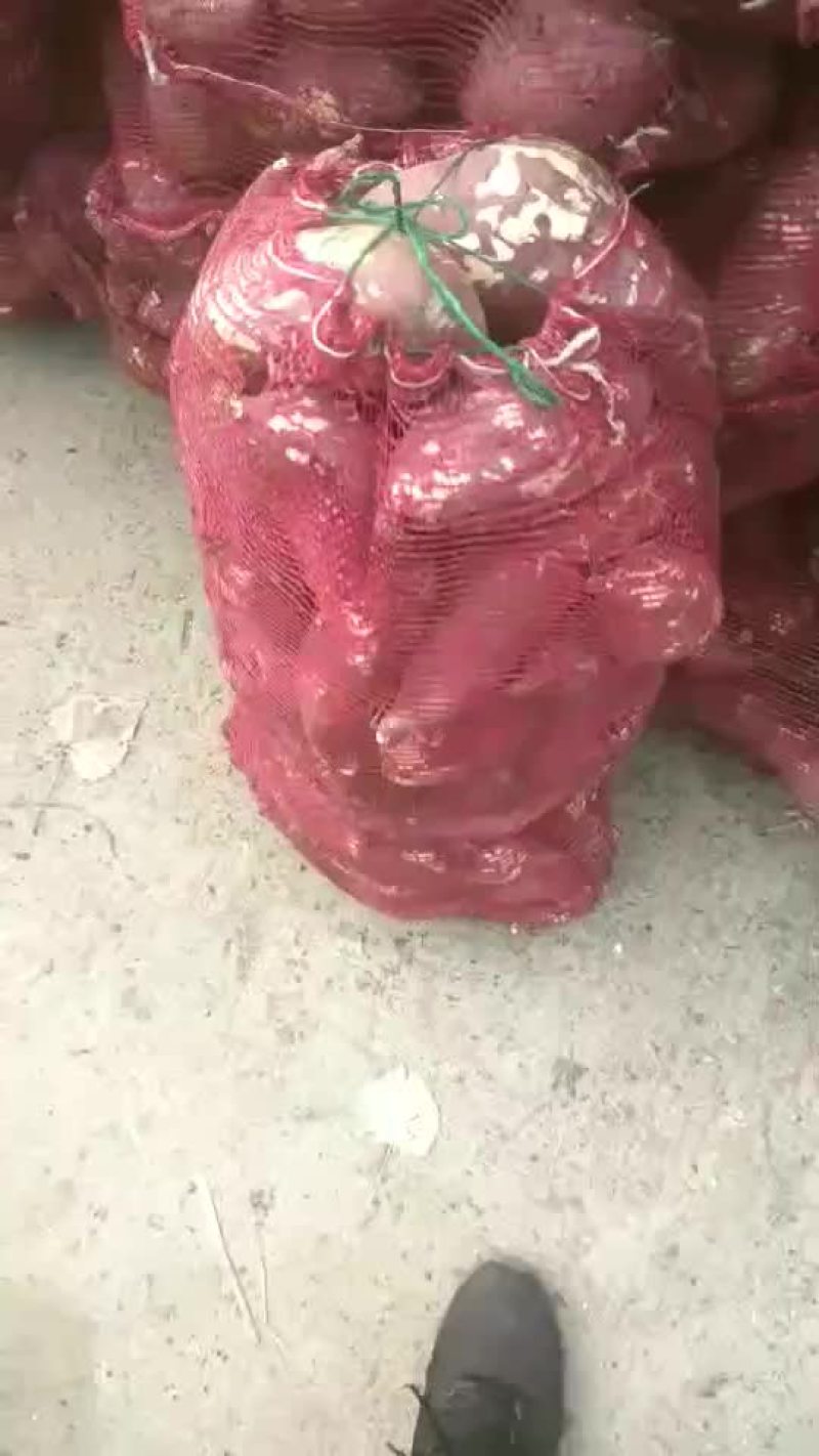 商薯19