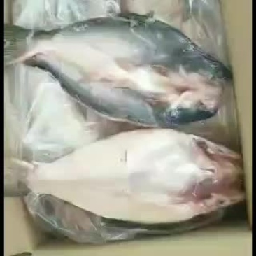 新到开背鱼，颜色新鲜，质量杠杠的，新出厂的，