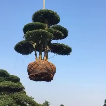 对节白蜡。10-15公分。各种规格。欢迎咨询。