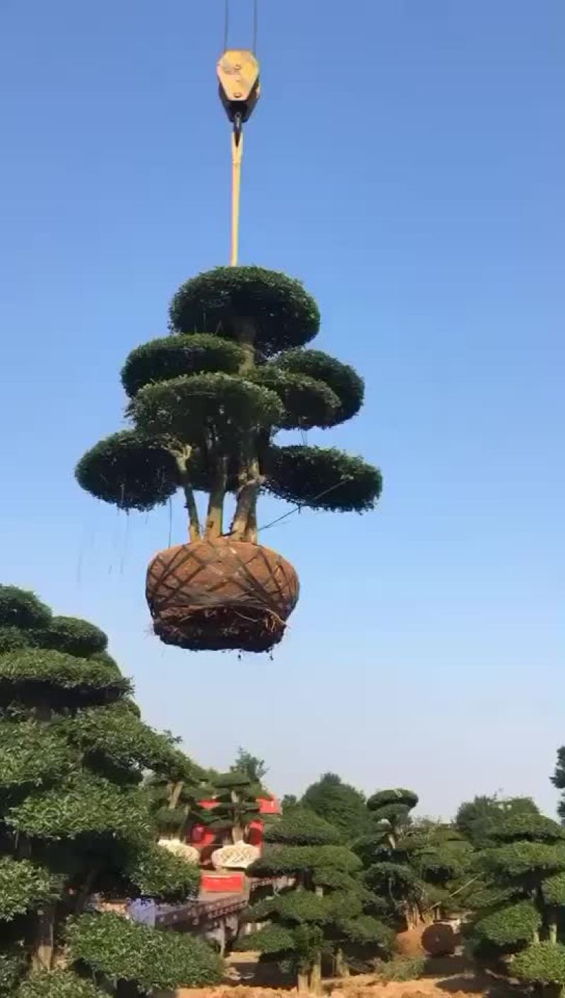 对节白蜡。10-15公分。各种规格。欢迎咨询。