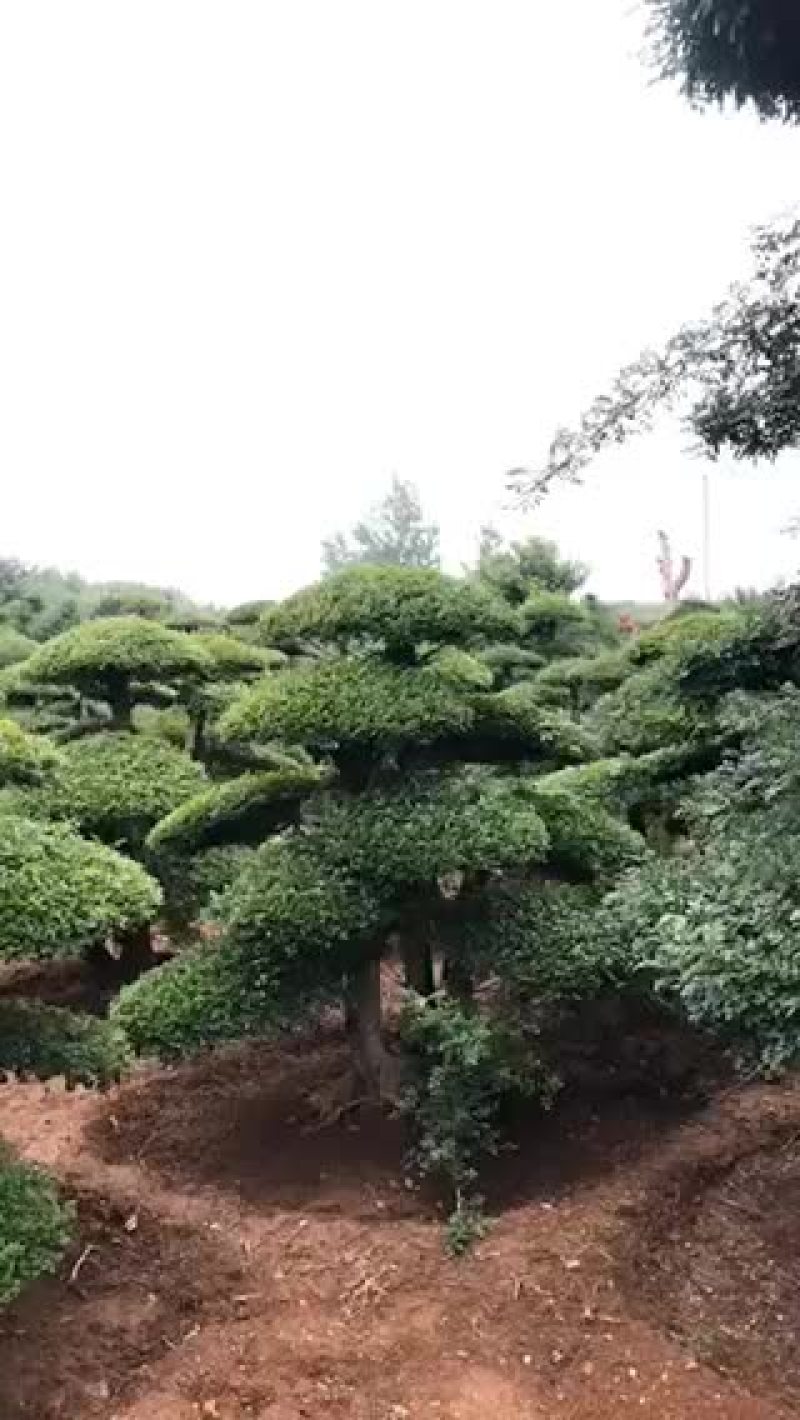 对节白蜡。10-15公分。各种规格。欢迎咨询。