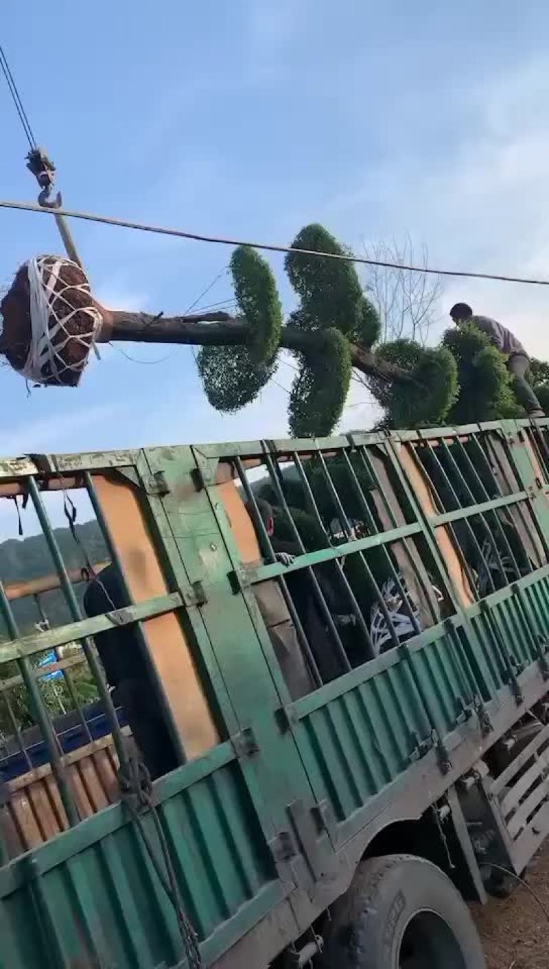 对节白蜡。10-15公分。各种规格。欢迎咨询。