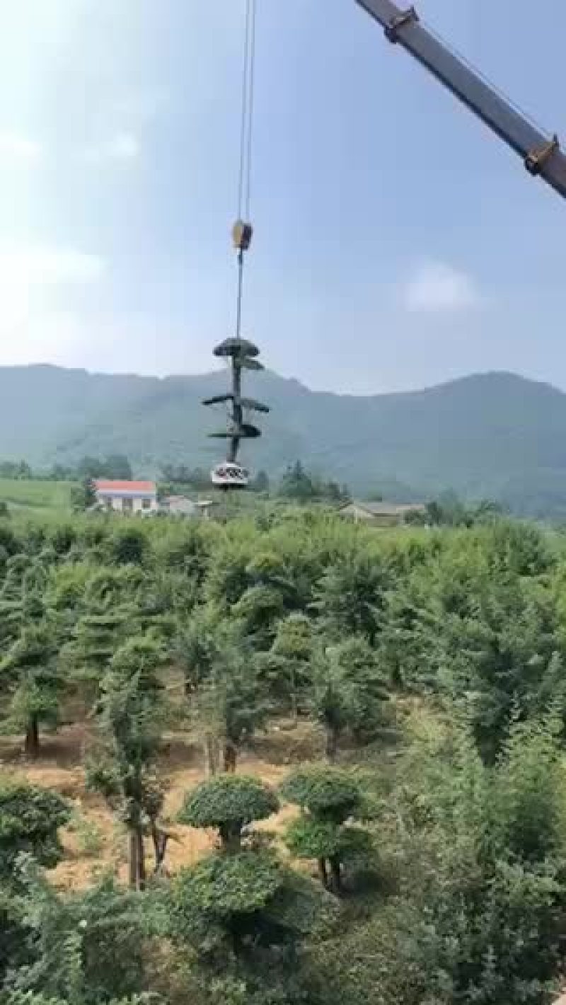 对节白蜡。10-15公分。各种规格。欢迎咨询。