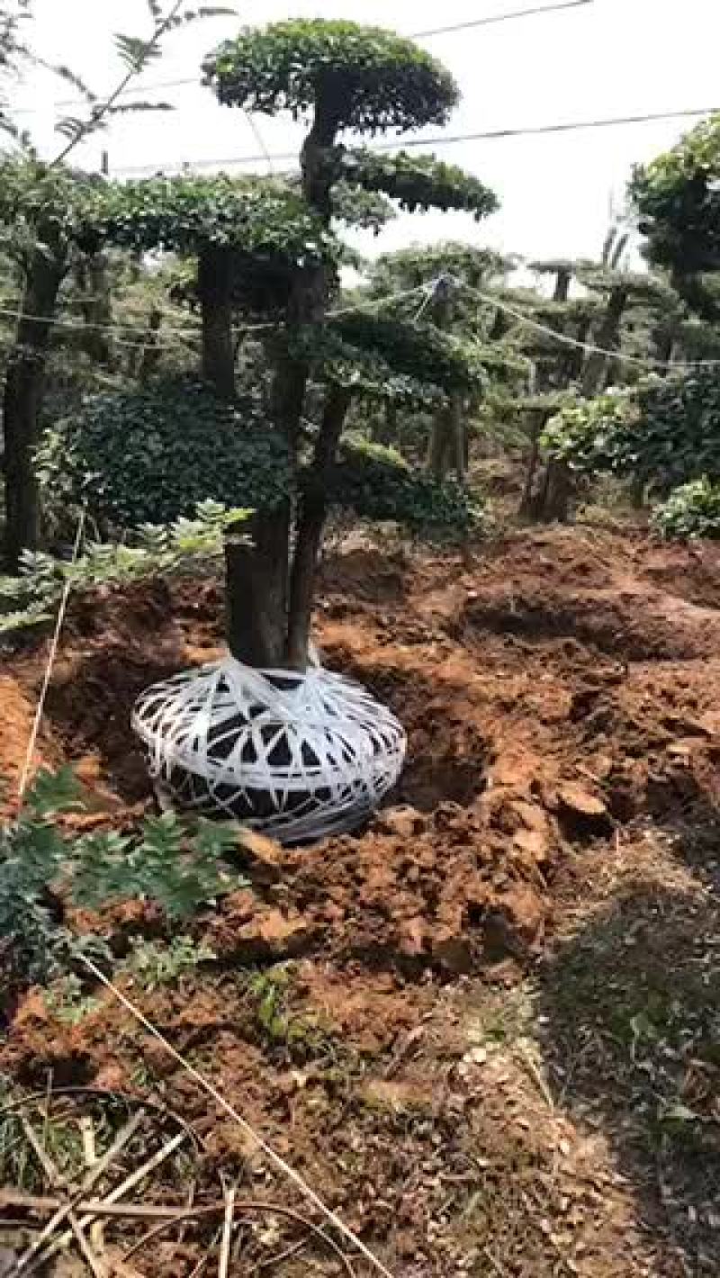 对节白蜡。10-15公分。各种规格。欢迎咨询。