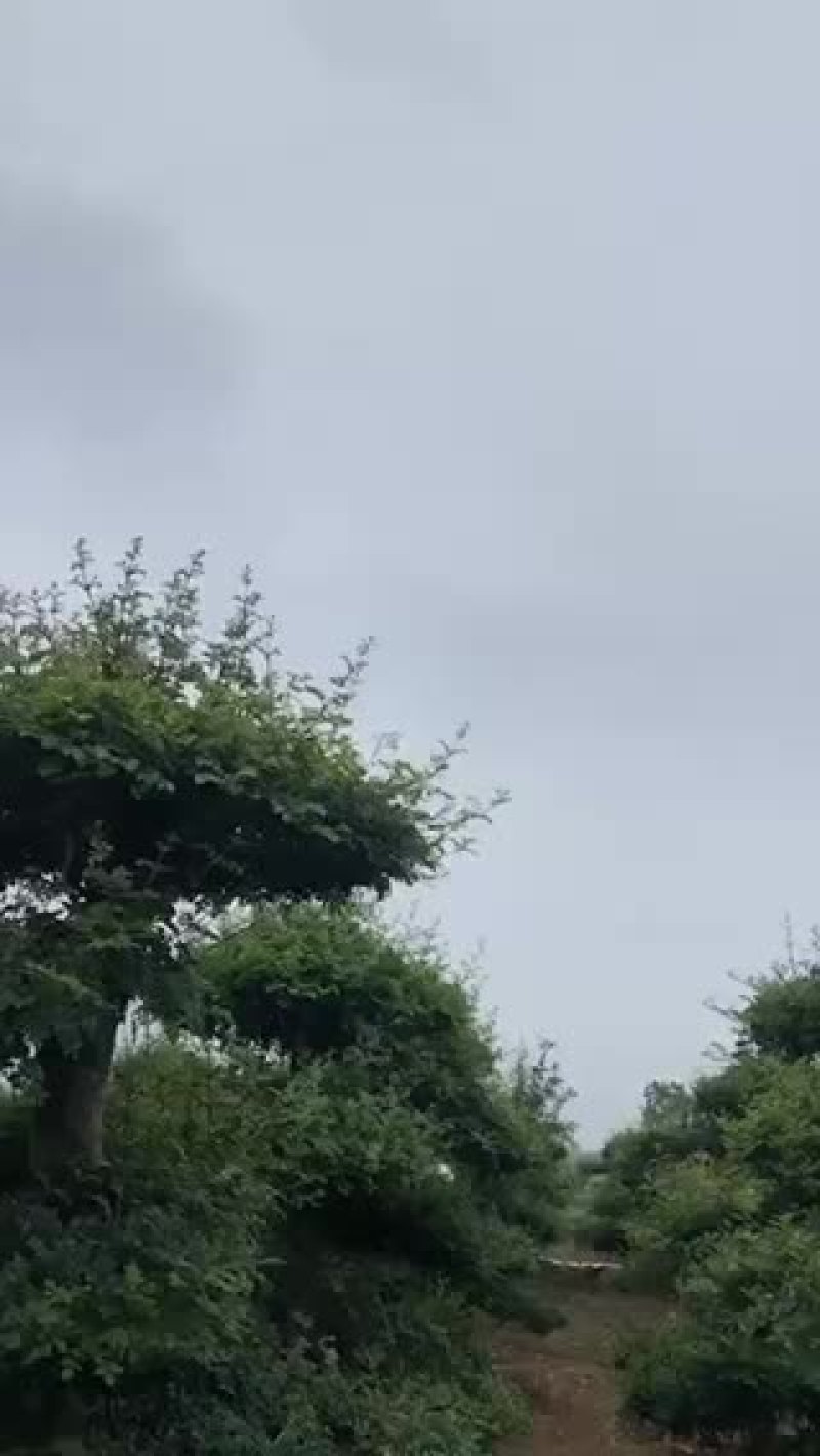 对节白蜡。10-15公分。各种规格。欢迎咨询。
