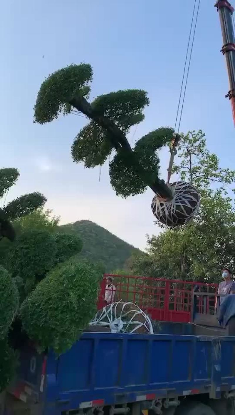 对节白蜡。10-15公分。各种规格。欢迎咨询。