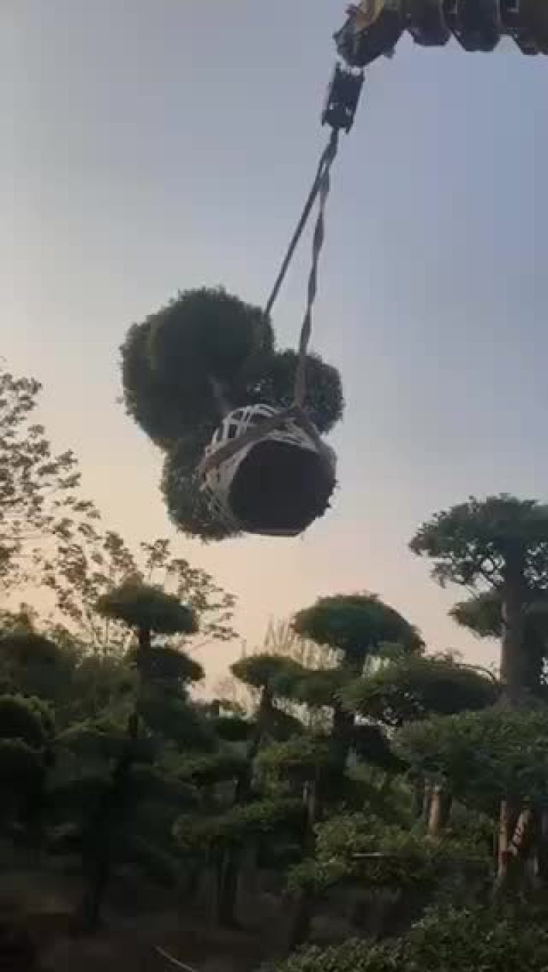 对节白蜡。10-15公分。各种规格。欢迎咨询。