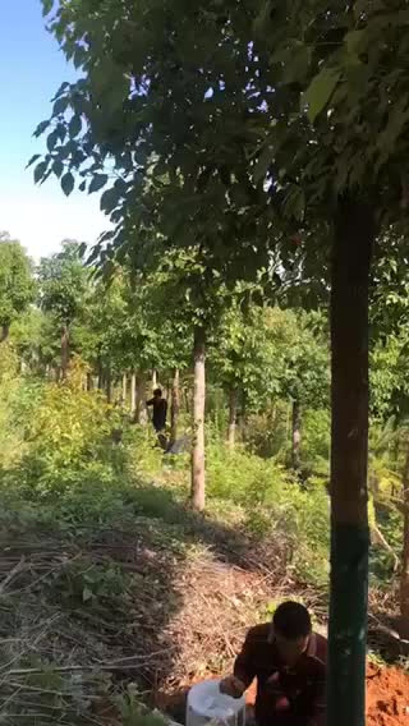 香樟。截杆发冒香樟。10-35公分规格都有。欢迎老板咨询