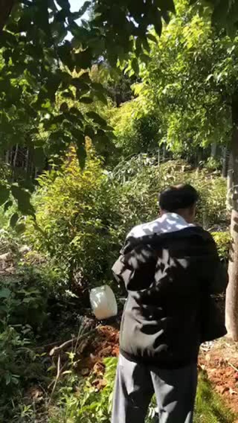 香樟。截杆发冒香樟。10-35公分规格都有。欢迎老板咨询