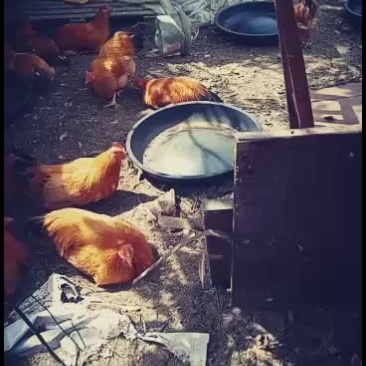 长期出售果园糠饭走地鸡出售