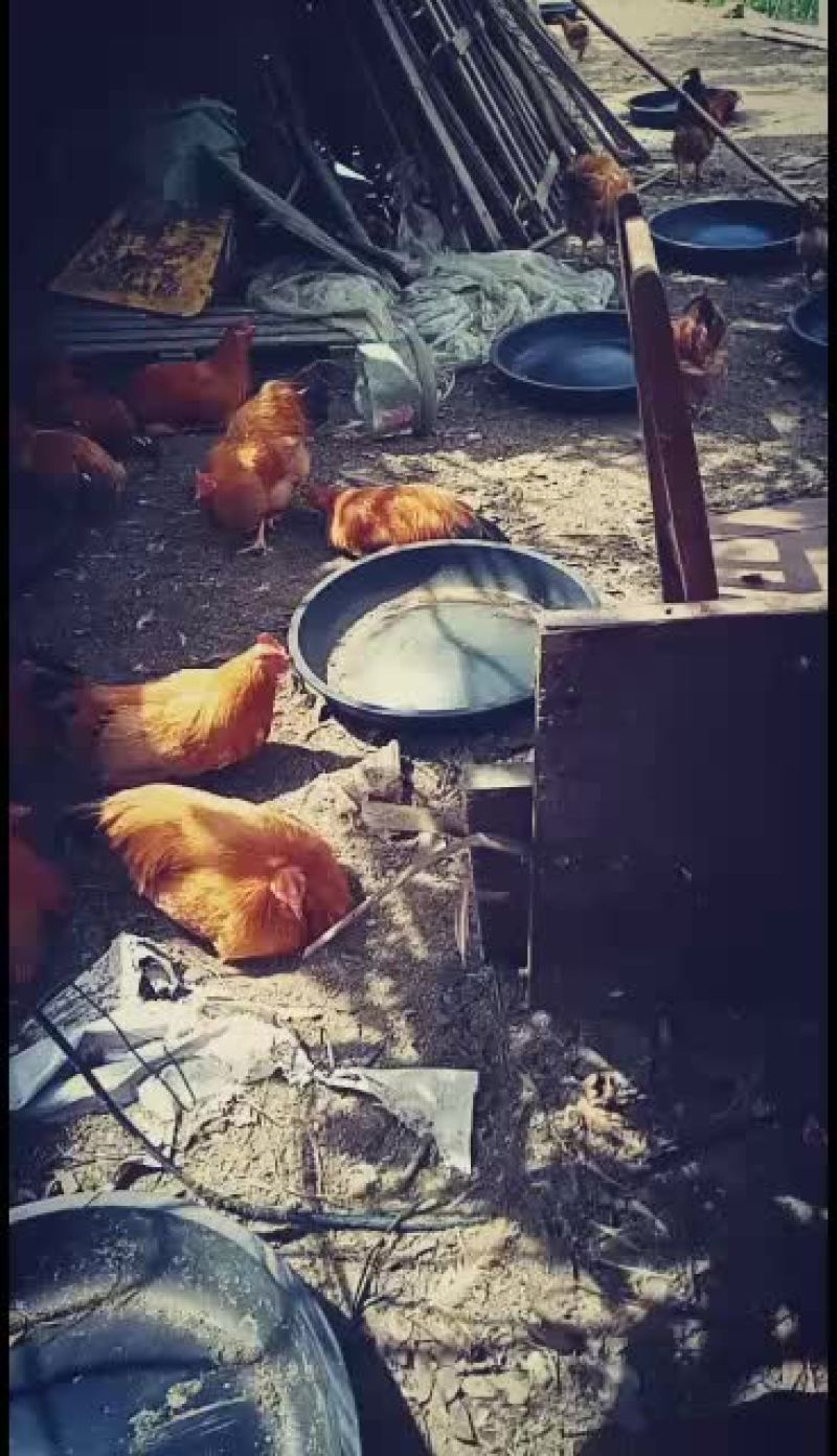 长期出售果园糠饭走地鸡出售