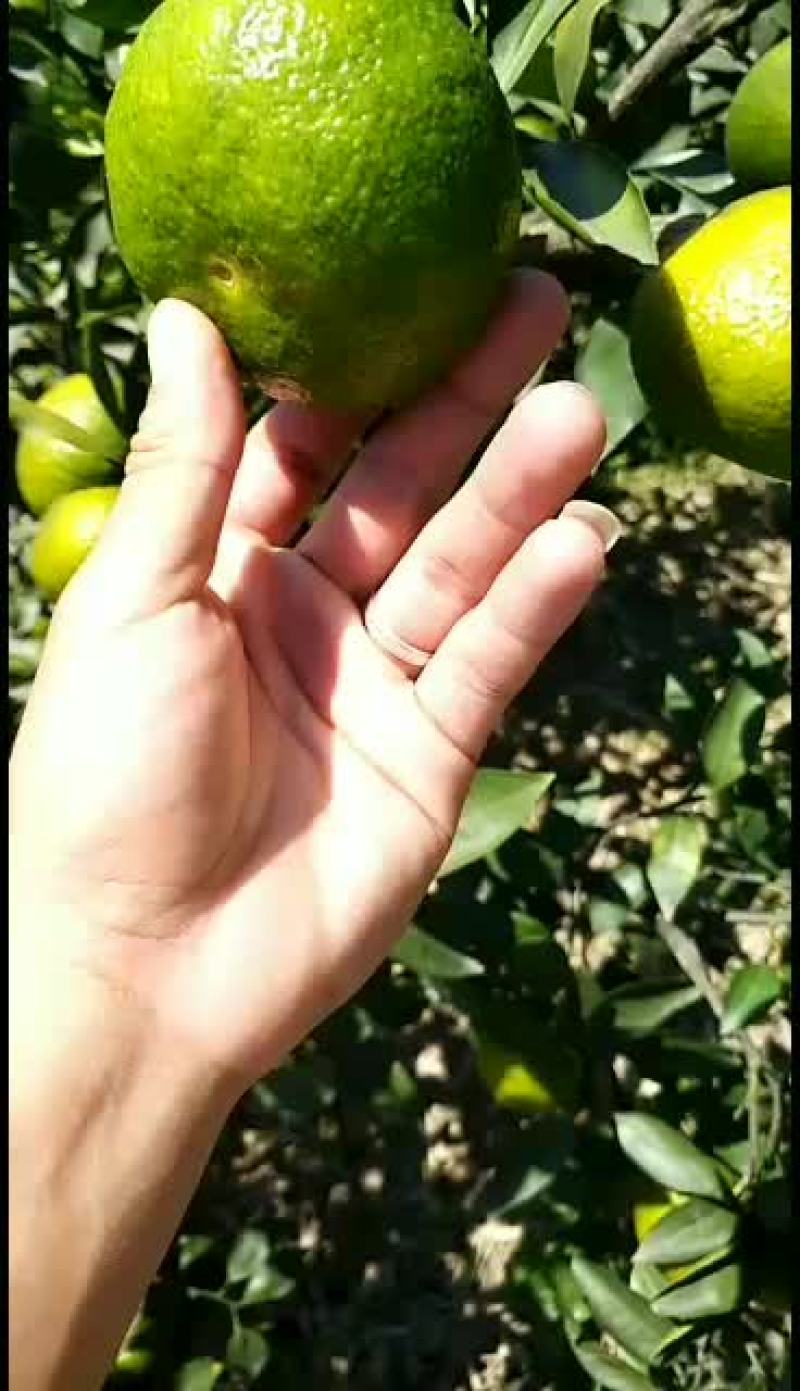 特早蜜橘持续大量订货中产地代发代办
