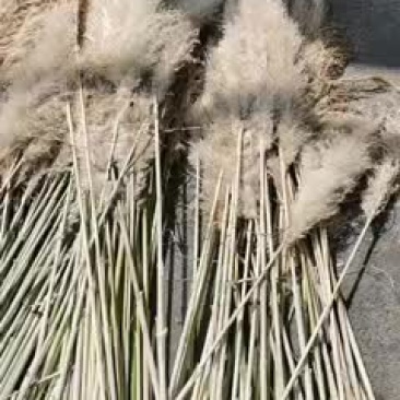 物美价廉的蒲苇花，花穗花杆