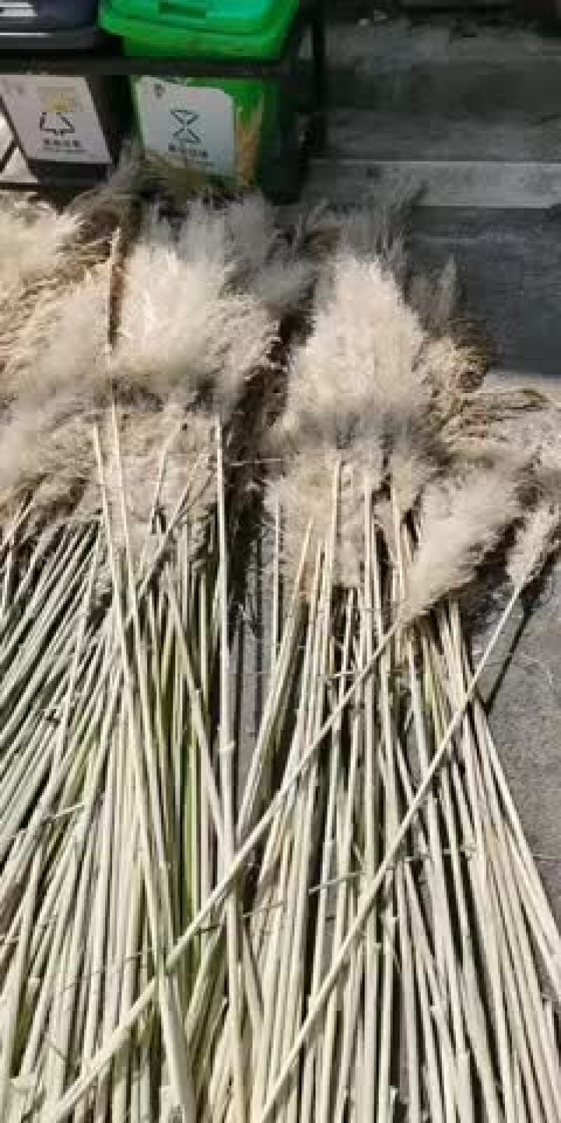 物美价廉的蒲苇花，花穗花杆