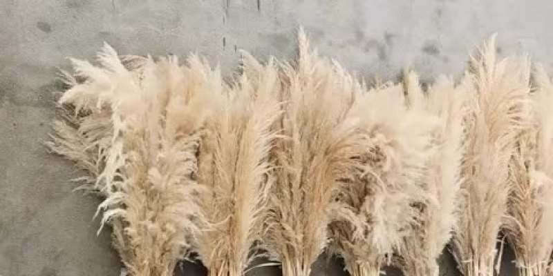 物美价廉的蒲苇花，花穗花杆