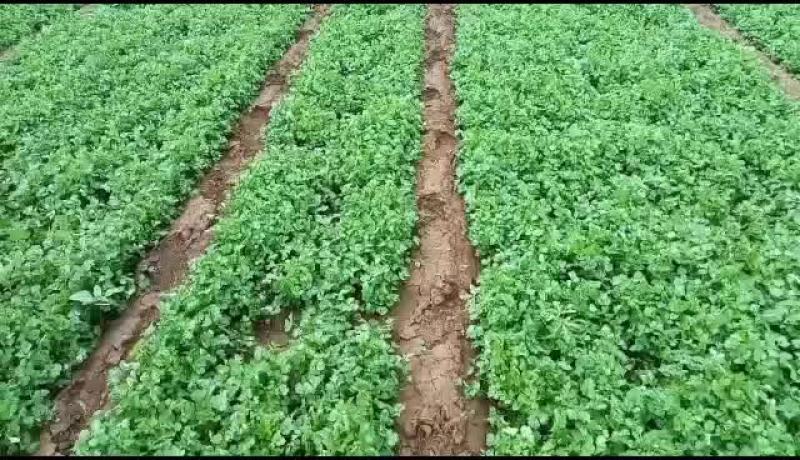 自种精品香菜上市叶片黑绿无斑点无金边