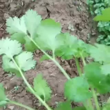 自种精品香菜上市叶片黑绿无斑点无金边