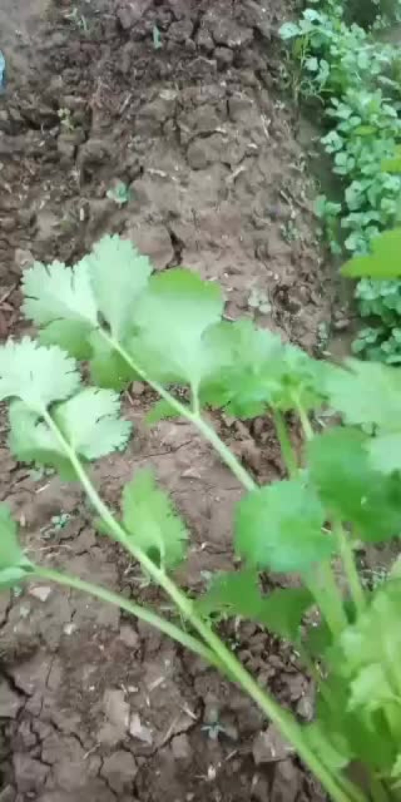 自种精品香菜上市叶片黑绿无斑点无金边