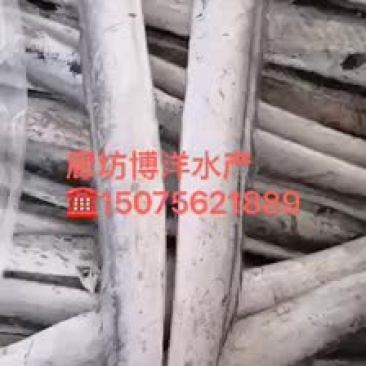 去头去尾带鱼中段专供超市