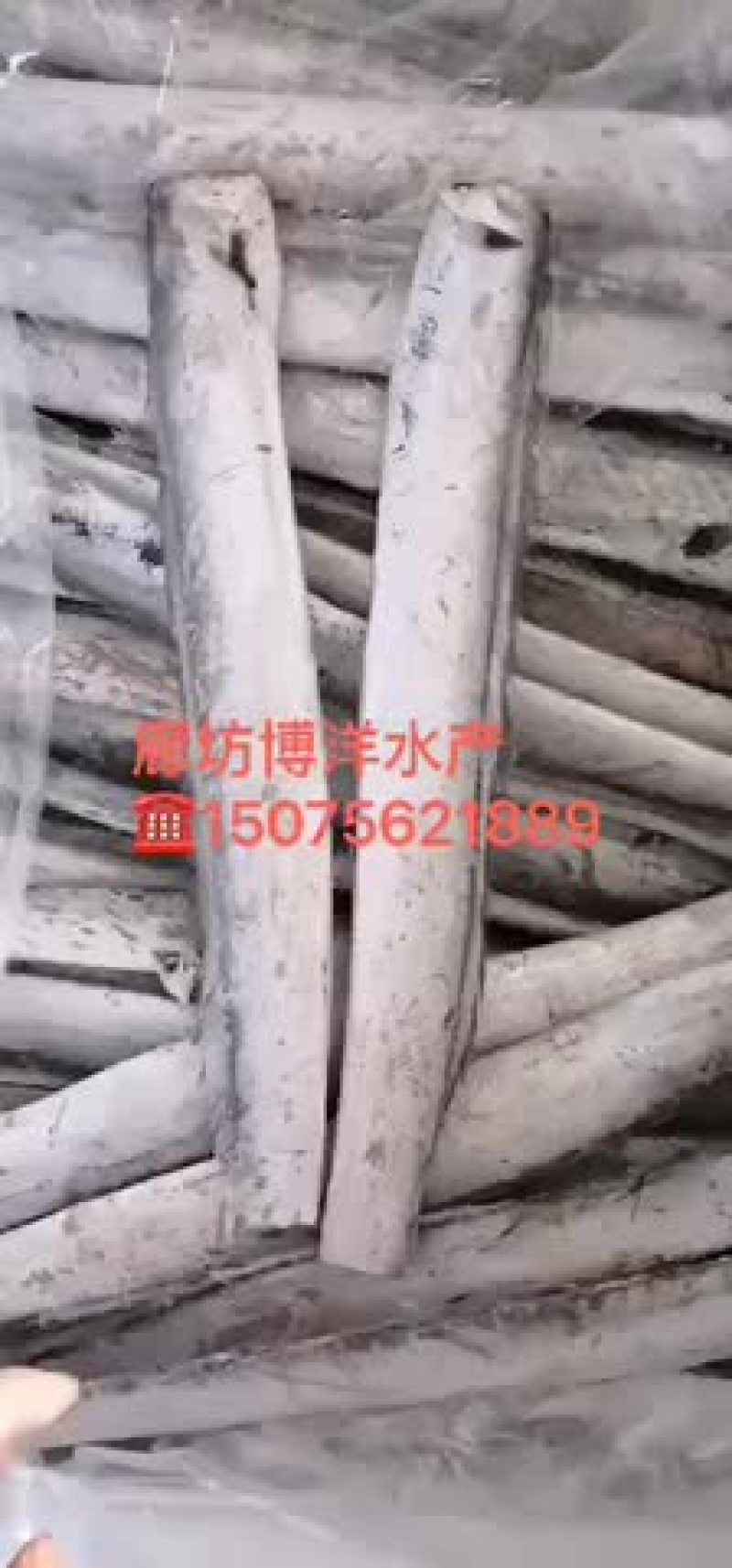 去头去尾带鱼中段专供超市