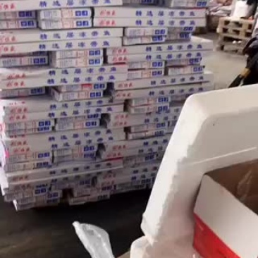 板冻国产带鱼净重八斤